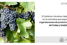 Mediante un real decreto aprobado hoy en Consejo de Ministros