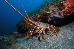 Exponente de la política pesquera del Ministerio de Agricultura, Pesca y Alimentación