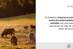 Hoy, en Consejo de Ministros