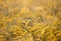 Desde el 25 de junio al 15 de julio, ambos inclusive 