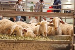 Hoy, en la reunión sectorial del ovino y caprino de carne