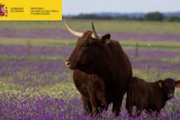 HOY, EN EL CONSEJO DE MINISTROS