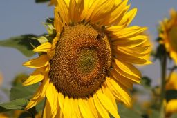 Con información obtenida a través del sistema SIEGA