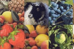 Red Contable Agraria Nacional – Resultados provisionales 2019