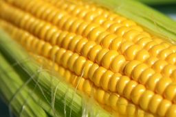 La Resolución ha sido publicada hoy