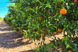 HOY, EN CONSEJO DE MINISTROS 