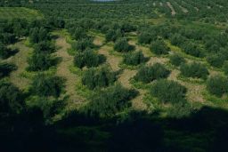 Nota informativa sobre envíos de semillas no solicitadas de terceros países por riesgo de sanidad vegetal