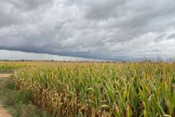 Aprobado el 46º Plan de Seguros Agrarios Combinados en Consejo de Ministros 