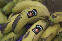 Entre el 22 de diciembre y el 5 de enero 

