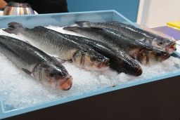 Cofinanciadas por el Fondo Europeo Marítimo y de la Pesca 