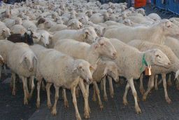 Mediante una orden ministerial publicada hoy en el BOE 