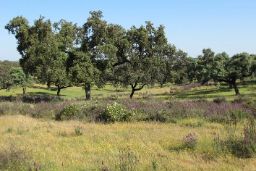En el marco de la participación de España en el Programa Internacional ICP-Forests