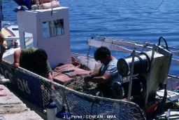 En reunión por videoconferencia 