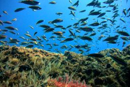 Mañana sábado, 3 de agosto 