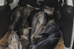 EN UN OPERATIVO CONJUNTO ENTRE EL MINISTERIO DE AGRICULTURA, PESCA Y ALIMENTACIÓN, LA GUARDIA CIVIL Y LA SUBDELEGACIÓN DEL GOBIERNO EN CÁDIZ