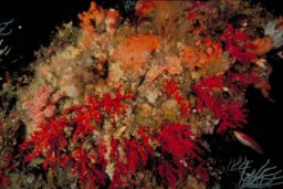 MEDIANTE UNA ORDEN MINISTERIAL PUBLICADA HOY EN EL BOE 