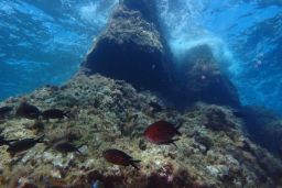 LA RED DE RESERVAS MARINAS DE ESPAÑA CUENTA YA CON DOCE ESPACIOS PROTEGIDOS