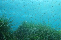 SE HA PUBLICADO HOY EN EL BOE UNA ORDEN MINISTERIAL QUE REGULA LA RESERVA MARINA DE LA ISLA DE TABARCA