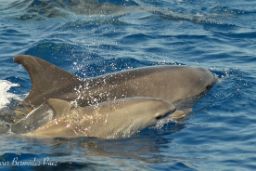 PESCA AMBIENTALMENTE SOSTENIBLE