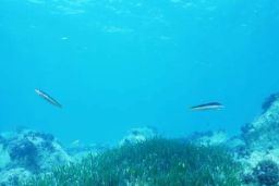 CONSEJO DE MINISTROS 