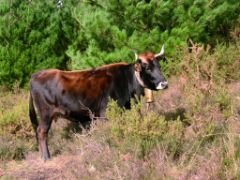 El Ministerio de Agricultura, Pesca y Alimentación ha dado la autorización a la Euskadiko Terreño Federakuntza 