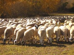 EN LA REUNIÓN DEL COMITÉ PERMANENTE DE SANIDAD VEGETAL, SANIDAD ANIMAL, ALIMENTOS Y PIENSOS (PAFF) DE LA UE, CELEBRADA EN BRUSELAS