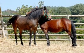 Publicado hoy en BOE el extracto de la orden de la convocatoria    