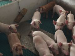 EL MINISTERIO DE AGRICULTURA, PESCA Y ALIMENTACIÓN HA RECIBIDO HOY LA COMUNICACIÓN OFICIAL 