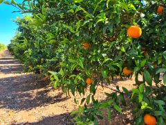 HOY, EN CONSEJO DE MINISTROS 