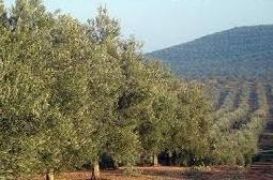 CON DATOS A 31 DE MAYO 