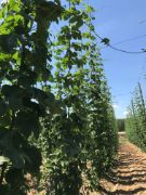 PARA IMPULSAR EL DESARROLLO DEL SECTOR 