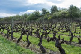 Publicados los datos de autorizaciones de plantación de viñedos