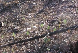 El Gobierno de España apoya a las CCAA en los trabajos de restauración y de recuperación de las zonas afectadas por desastres naturales