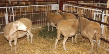 Hoy, en el Consejo de Ministros 