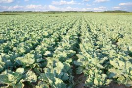 CONSEJO DE MINISTROS