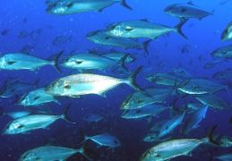 RUBRICADO EL PASADO SÁBADO EN BRUSELAS