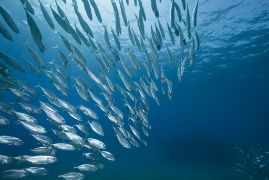 Con cargo al Fondo de Recuperación, Transformación y Resiliencia