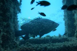 Exponentes de la política de crecimiento azul del Ministerio de Agricultura, Pesca y Alimentación