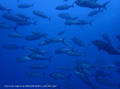 El aniversario se celebra el viernes 12 de julio