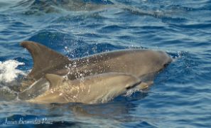 PESCA AMBIENTALMENTE SOSTENIBLE