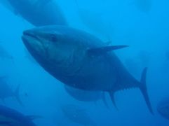 Reunión anual de la Comisión Internacional para la Conservación del Atún Atlánticos (ICCAT)