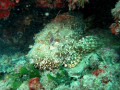 La primera de las 12 reservas creadas por el MAPA a lo largo de este fructífero periodo 