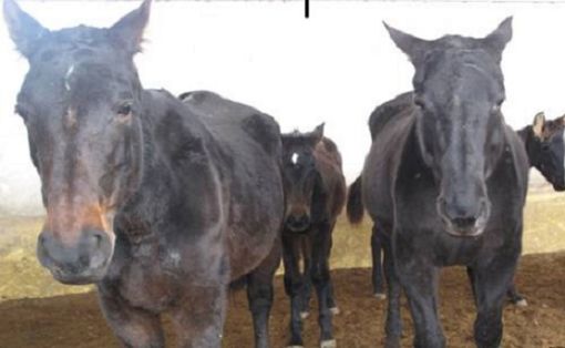 2016/12/28 Foto1 NP MALTRATO EQUINO-Galeria imag