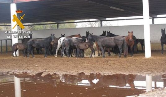 2016/12/28 Foto2 NP MALTRATO EQUINO-Galeria imag