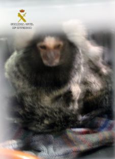 La Guardia Civil intercepta la venta de dos ejemplares de mono Titi (Callithrix jacchus),endémico de Brasil. Esta especie se encuentra protegida...