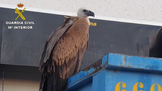 El SEPRONA de la Guardia Civil  ha recuperado  un Buitre Leonado (Gyps fulvus). La recuperación del ave fue posible gracias a la colaboración...