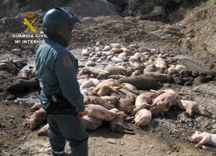 La Guardia Civil esclarece un delito contra los recursos naturales y el medio ambiente en una granja de cerdos, gracias a la colaboración ciudadana.