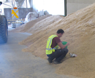 El SEPRONA investiga a 8 personas por uso fraudulento de semillas de cereal, dentro de la Operación MONSASA contra la venta ilegal de semillas...