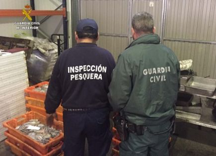 Agentes del Servicio de Protección de la Naturaleza de la Guardia Civil (SEPRONA), han intervenido 1468 Kg de pulpos no reglamentarios.