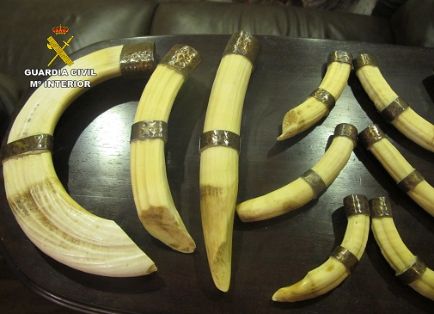 Operación RHINO. El SEPRONA de la Guardia Civil localiza cerca de doscientas piezas naturalizadas de especies animales protegidas, reguladas en el...